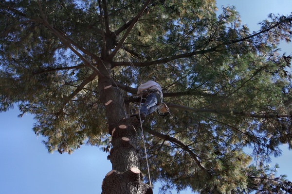 Tree Trimming | J&T Texas Tree Service | San Antonio TX