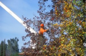 Tree Trimming | J&T Texas Tree Service | San Antonio TX